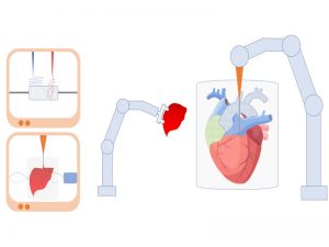 ساخت-بیولوژیک-اندام